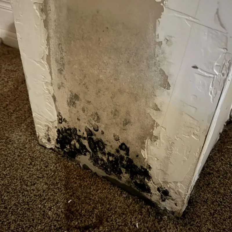Professional Mold Removal in Worth County, GA